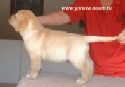  Labrador  CH LINJOR WISH MASTER 2 month old