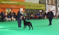 crufts16_8783s.JPG (7005 bytes)