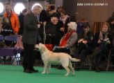 crufts16_8840s.JPG (5767 bytes)