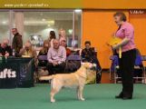 crufts16_9174s.JPG (6155 bytes)