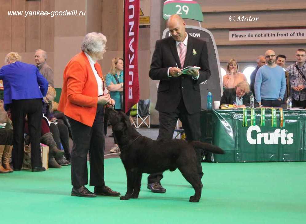 crufts16_bro.jpg