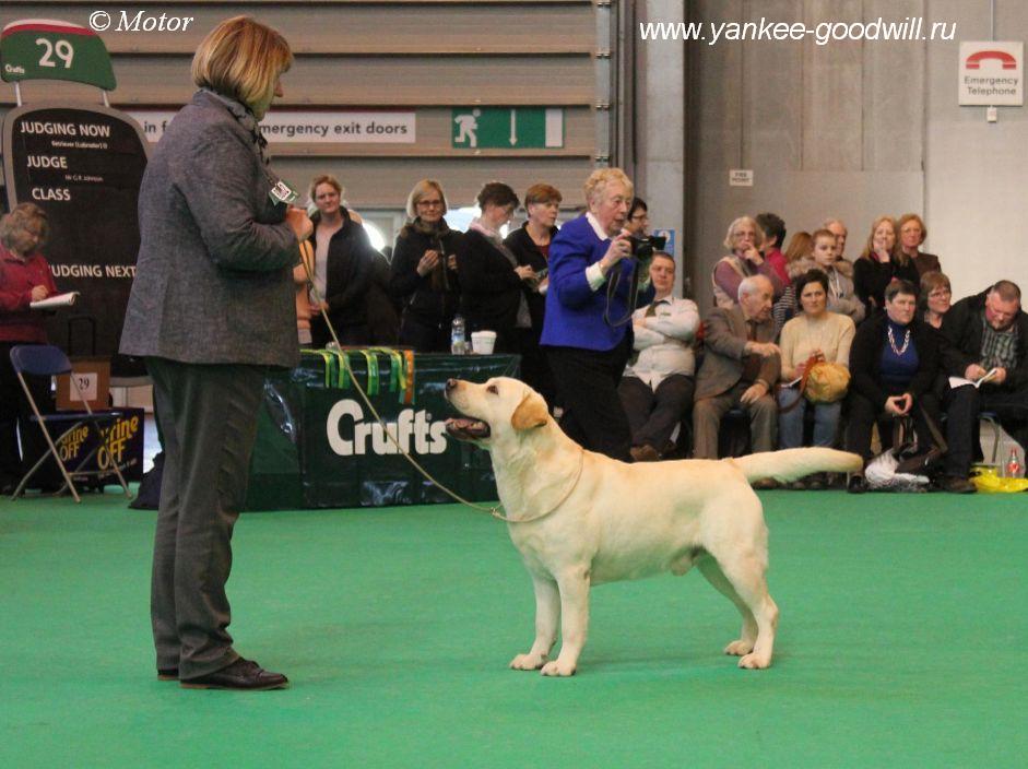 crufts16_dcc.JPG