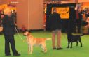 Labrador CRUFTS-2006 