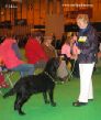 Labrador CRUFTS-2006 