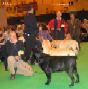 Labrador CRUFTS-2006 