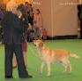 Labrador CRUFTS-2006 