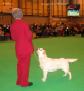 Labrador CRUFTS-2006 