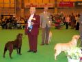 Labrador CRUFTS-2006 