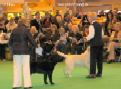 Labrador CRUFTS-2006 