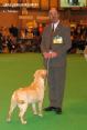 Labrador CRUFTS-2006 