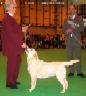 Labrador CRUFTS-2006 