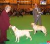 Labrador CRUFTS-2006 