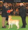 Labrador CRUFTS-2006 