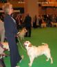 Labrador CRUFTS-2006 