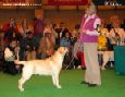 Labrador CRUFTS-2006 