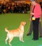 Labrador CRUFTS-2006 