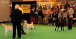 Labrador CRUFTS-2006 