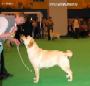 Labrador CRUFTS-2006 