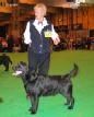 Labrador CRUFTS-2006 