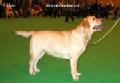 Labrador CRUFTS-2006 