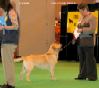 Labrador CRUFTS-2006 