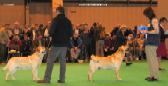 Labrador CRUFTS-2006 