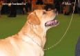 Labrador CRUFTS-2006 