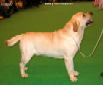 Labrador CRUFTS-2006 