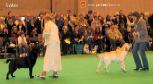 Labrador CRUFTS-2006 