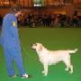 Labrador CRUFTS-2006 