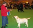 Labrador CRUFTS-2006 