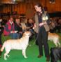 Labrador CRUFTS-2006 