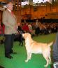 Labrador CRUFTS-2006 