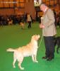 Labrador CRUFTS-2006 