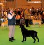 Labrador CRUFTS-2006 