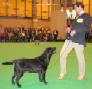 Labrador CRUFTS-2006 