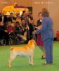 Labrador CRUFTS-2006 