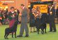 Labrador CRUFTS-2006 