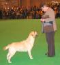 Labrador CRUFTS-2006 