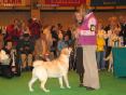 Labrador CRUFTS-2006 