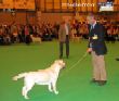 Labrador CRUFTS-2006 