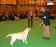 Labrador CRUFTS-2006 