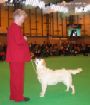 Labrador CRUFTS-2006 