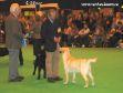 Labrador CRUFTS-2006 