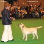 Labrador CRUFTS-2006 