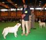 Labrador Crufts 2007 