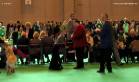 Labrador Crufts 2007 Лабрадор