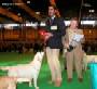 Labrador Crufts 2007 