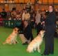 Labrador Crufts 2007 