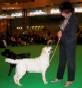 Labrador Crufts 2007 